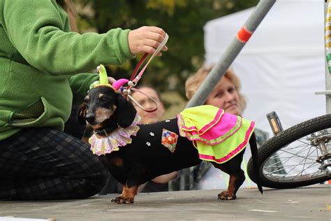 Dog Parade Stock Photos, Images and Backgrounds for Free Download