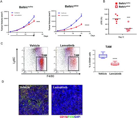 Antitumor activity of lenvatinib in immunocompetent and immunodeficient... | Download Scientific ...