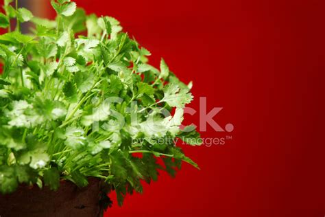 Coriander Herb Growing In Pot Kitchen Garden Stock Photo | Royalty-Free | FreeImages