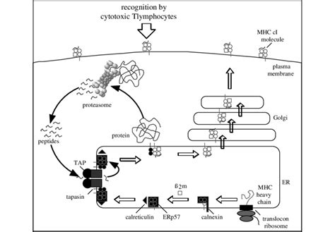 Antigen processing and presentation via MHC class I molecules ...