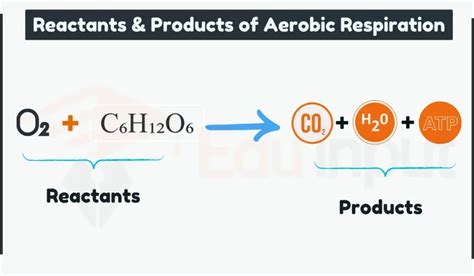 Aerobic Respiration-Steps, Equation, Evolutionary Significance, and ...