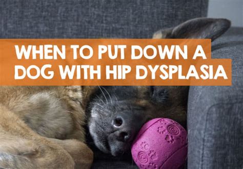 When to Put a Dog Down with Hip Dysplasia? What I Learned