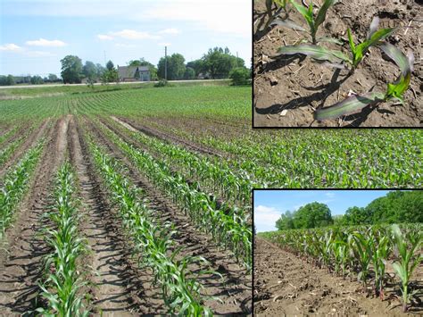 Phosphorus Deficiency in Corn and Soybean | UT Crops News