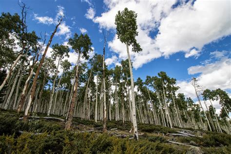 Pando the Tree | Pando Populus