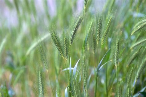 How to Grow and Care for Canada Wild Rye