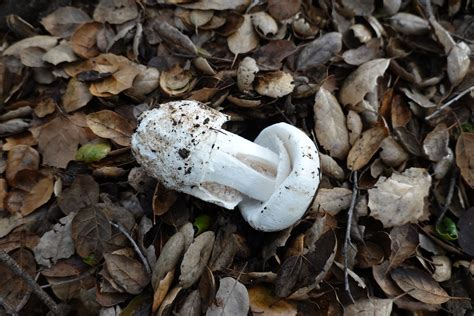 Amanita ocreata | Conejo Valley Botanic Garden | Flickr