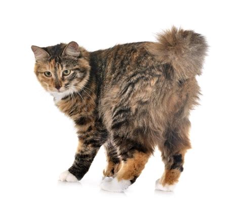 Kurilian Bobtail Cat - Breed Information With Photos