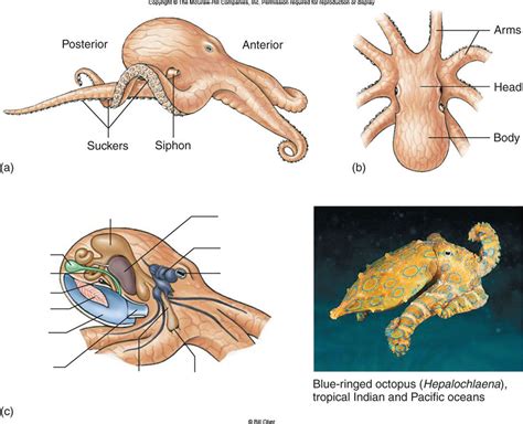 Cephalopoda Anatomy Image Review Diagram | Quizlet