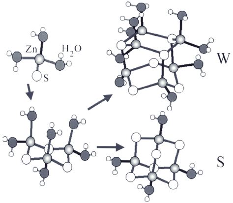 Diagram showing a series of steps that may convert a hydrated ZnS ion ...