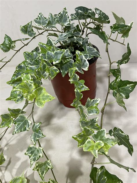 Hedera Helix Variegated, Furniture & Home Living, Gardening, Plants ...