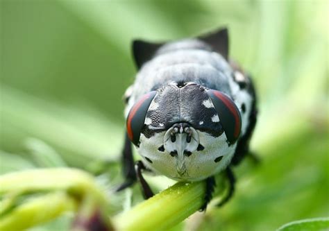 Bot Fly Larvae in Dog in Manasquan, NJ