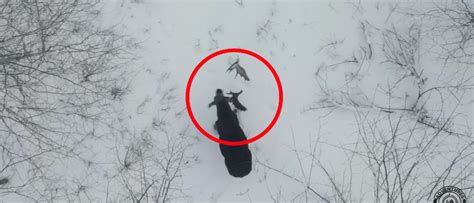 Rare Video Captures Moose In Canada Shedding Antlers | The Daily Caller