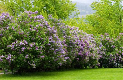 Gorgeous lilac hedge, deer resistant around here. Bird Garden, Front Garden, Garden And Yard ...