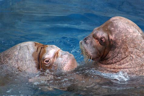 Walrus Facts - Animal Facts Encyclopedia