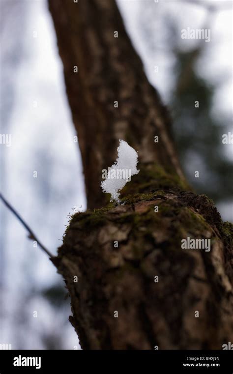 Russian winter forest Stock Photo - Alamy