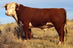 File:Hereford bull large.jpg - Wikimedia Commons