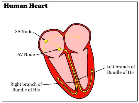 Bundle of His is:(a) Nervous tissue supplying ventricles(b) Nervous tissue supplying the heart(c ...