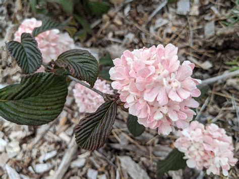 Viburnum plicatum F. plicatum ‘Pink Sensation’ – Secret Garden Growers