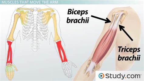 Arm Anatomy | Muscle Groups & Names - Video & Lesson Transcript | Study.com