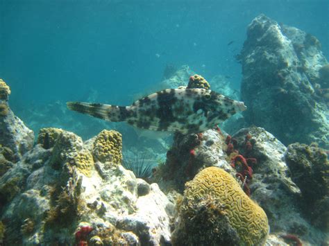 A filefish I think.. | Reef Environmental Education Foundation (REEF)