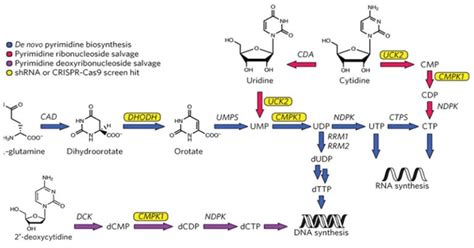 De novo pyrimidine synthesis steps, pathways, uses