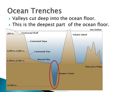 PPT - The Ocean Floor PowerPoint Presentation, free download - ID:5999782