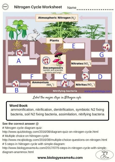 Nutrient Cycles Worksheet Answers - Printable Word Searches