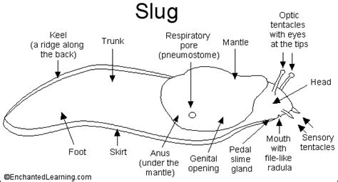 Slug Printout - Enchanted Learning Software