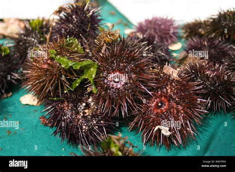 Sea urchin eggs hi-res stock photography and images - Alamy