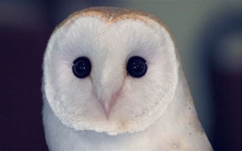 Cute Owl Wallpapers (65+ images)