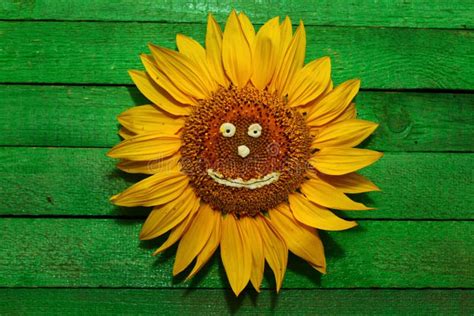 Sunflower with a Funny Face and Sunglasses Stock Photo - Image of ...