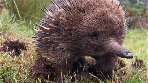 Cradle Mountain wildlife - YouTube