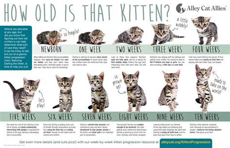 Kittens! Kittens! Kitten Season Is Here! | Kitten season, Newborn ...