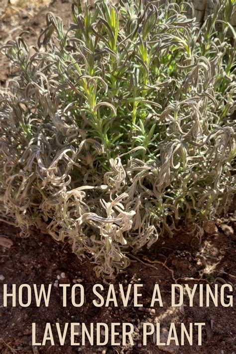 How to Revive a Struggling Lavender Plant: 10 Tips to Try - Ames Farm ...