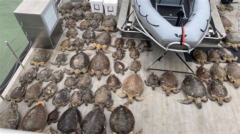 Thousands of turtles have been rescued from freezing waters in Texas - CNN