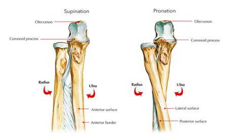 Ulna Bone Anatomy – Earth's Lab