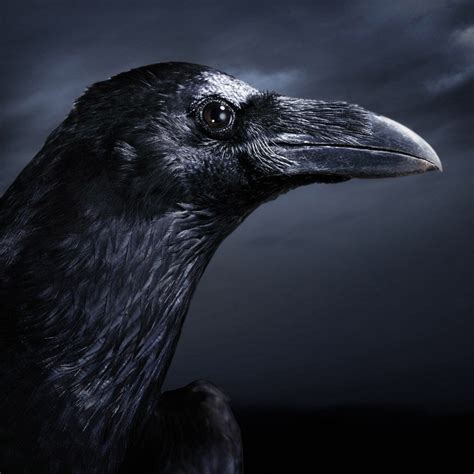 🔥 [50+] Black Crow Wallpapers | WallpaperSafari