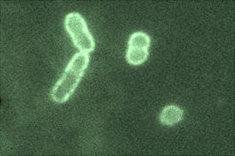 Vibrio alginolyticus strain PWH3a tagged with FLVPs. FLVPs were created... | Download Scientific ...