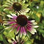 echinacea flowers and plants