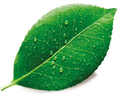 Single Plant Leaf PNG Free Image | PNG All