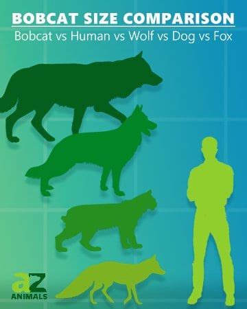 Bobcat Size Comparison: How Big are Bobcats? - IMP WORLD