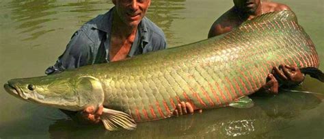 Arapaima Ikan Air Tawar Terbesar di Dunia - EDUBIO