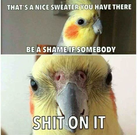 346 best Birb memes images on Pinterest | Funny images, Funny photos and Memes humor