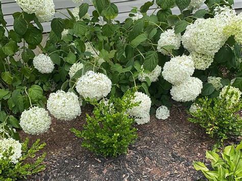 Annabelle Hydrangea Care Guide – World of Garden Plants