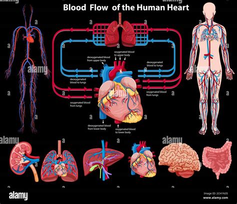 Blood flow of the human heart illustration Stock Vector Image & Art - Alamy