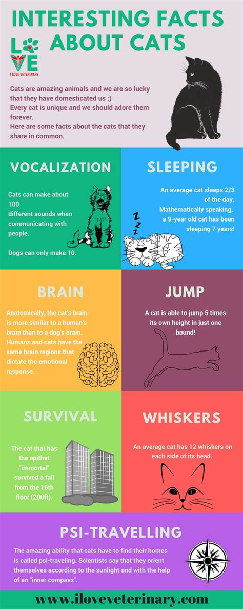 Interesting Facts About Cats - Infographic | Cat facts, Cat infographic ...