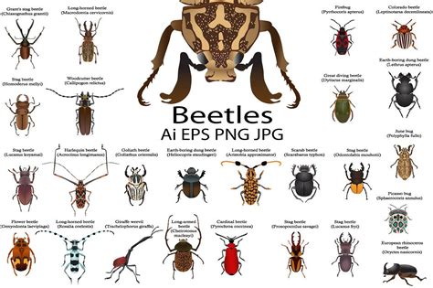 Beetles | Beetle, Goliath beetle, Stag beetle