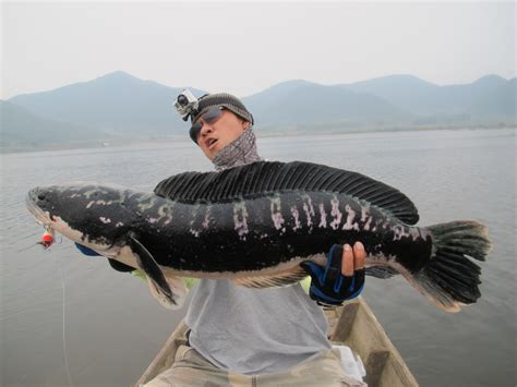 Thailand Giant Snakehead (Toman) And Wild Fishing.: Massive Mama ...