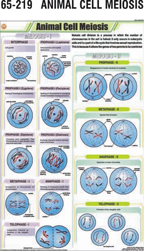 Animal Cell Meiosis