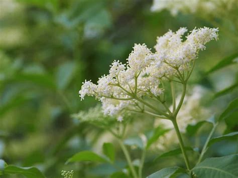 Sambucus nigra - Diaco's Garden Nursery and Garden Centre